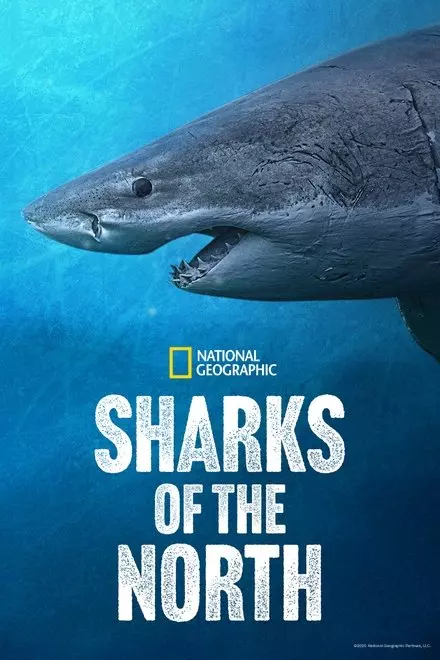 Sharks of the North